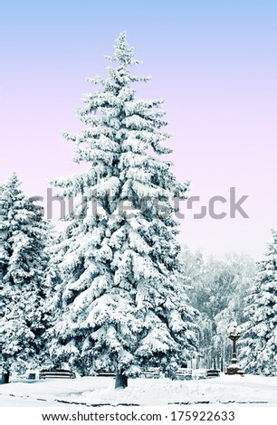 A group of frosty, snow-covered spruce in a  park