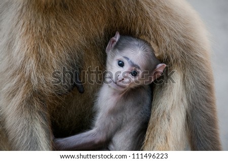 Young Baby Hanuman Langur Monkey in mother\'s arms in Rishikesh, India