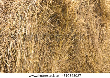 Haystacks on the farm are harvested in winter