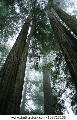 redwood forest fog, Redwood National Park, California