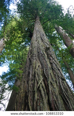 Redwood Trees, Redwood National Park, California, USA