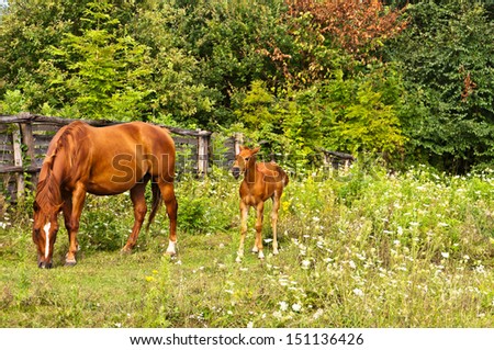 Quarter Horse mare with foal