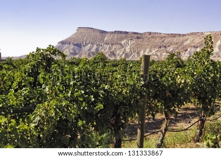 Palisades Colorado vineyard view of grape vines in front of Book Cliffs