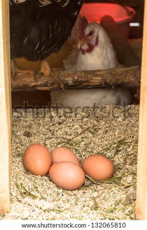 Freshly laid brown eggs in chicken coop