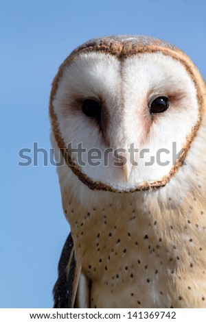 Close up of the face of a barn owl against blue sky