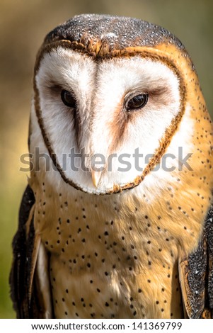 Barn owl face sitting in a large tree in the morning sun