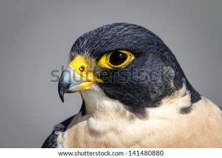 Close up of the head of a Peregrine Falcon
