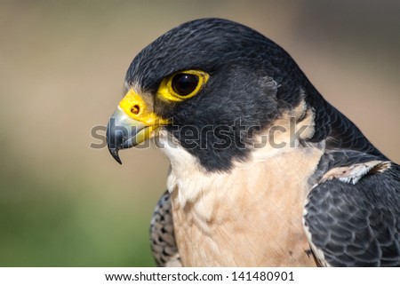 Profile of Peregrine Falcon head and upper body