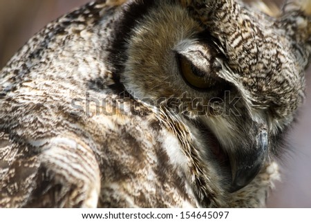 Close up profile of a great horned owl looking down