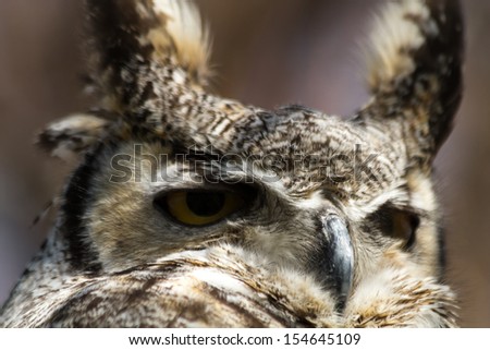 Face of a great horned owl