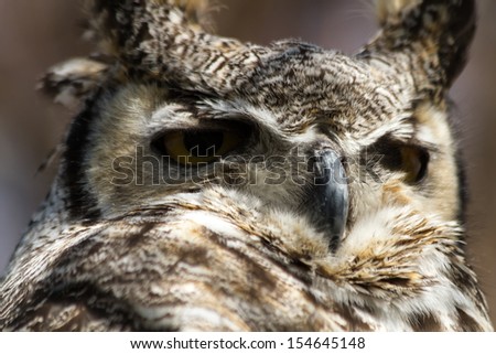 Close up of golden eyes of great horned owl