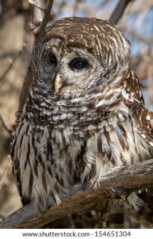 Barred Owl perched in a large tree on summer day