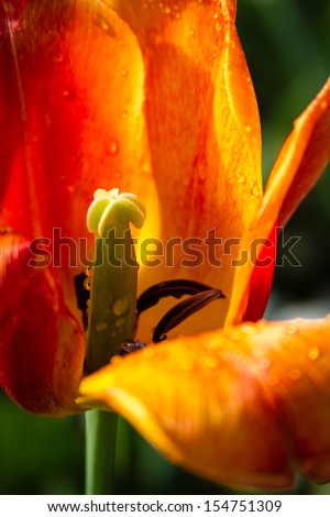 Close up of the inside of bright yellow and red tulip with water drops on petals