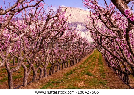 Rows of blooming peach trees in peach orchard in full spring bloom