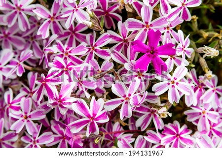 Patch of pink and white striped phlox flowers with one solid pink bloom