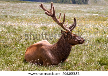 Profile of large male bull elk laying in yellow wildflowers in high mountain meadow
