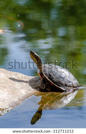 Western painted turtle (chrysemys picta) sitting on rock basking in late morning sun in fresh water pond
