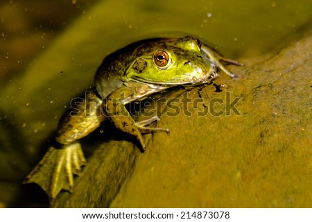 Close up of northern green frog sitting on moss covered rock in fresh water pond, partially under water