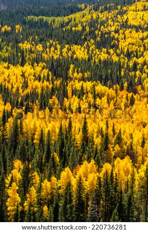 Close up of mountain slopes filled with changing yellow and green Aspen trees and dark green pine trees on sunny fall morning