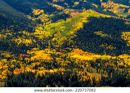 Overlook of mountain slopes filled with changing yellow and green Aspen trees and dark green pine trees on sunny fall morning