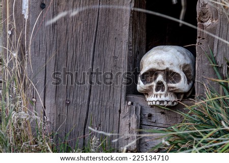 Creepy Halloween skull in hole in old abandoned wood building