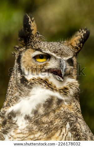 Close up of great horned owl perched on tree branch in early morning sunlight
