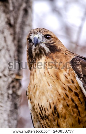 Close up of Red Tail Hawk sitting in tree on winter morning