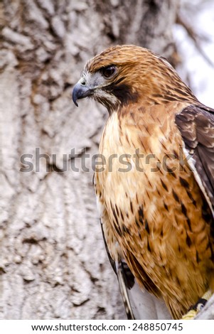 Profile of Red Tail Hawk perched in tree on winter morning