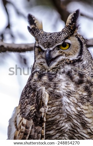 Female Great Horned Owl perched in tree on winter morning