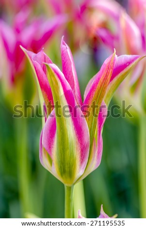 Close up of pink and green tulip flower stem in tulip field on flower bulb farm