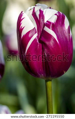 Close up of  purple and white tulip flower stem in tulip field on flower bulb farm