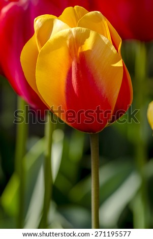Close up of orange and yellow tulip flower stem lit by the sun in tulip field on flower bulb farm