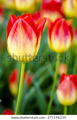 Close up of  yellow and orange tulip flower stem in tulip field on flower bulb farm