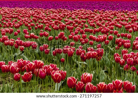 Rows of red and purple tulip flowers on tulip bulb farm