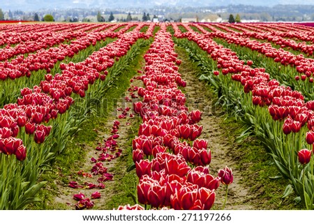 Rows of red and white tulip flowers on tulip bulb farm on rainy afternoon