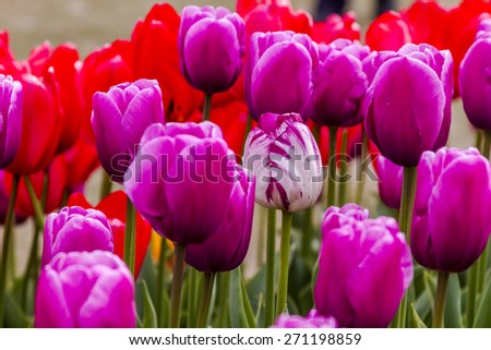 One white and purple tulip stem growing in patch of purple and red tulips in tulip field