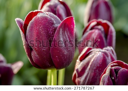 Close up of dark purple (black) tulip buds covered with tiny drops of water from morning dew