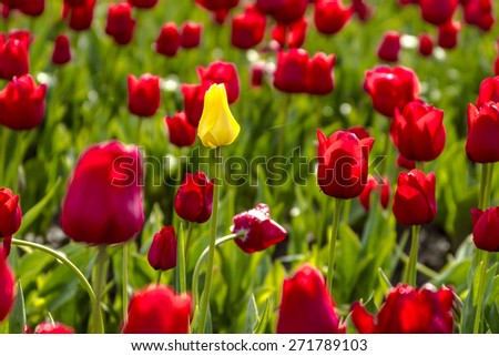 Single yellow tulip stem among red tulip stems in field on tulip farm