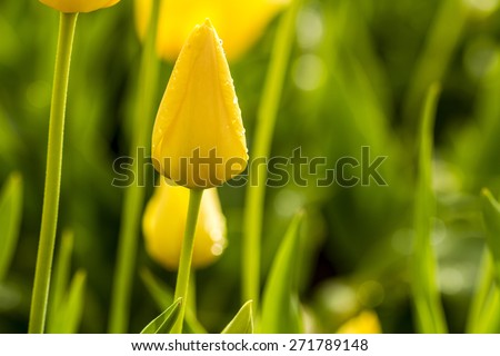 Close up of birght yellow tulip buds covered with morning dew drops in tulip field on tulip farm
