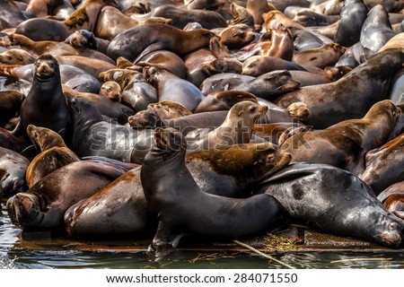 Many sea lions and seals resting on piers in river off coast of Pacific ocean