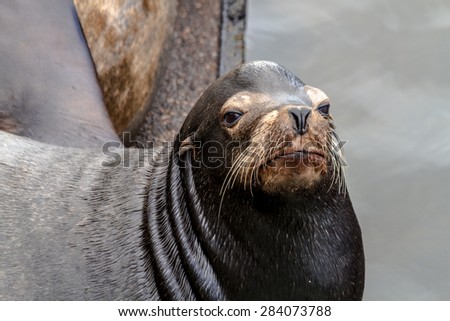 Close up of sea lion posing in sun on pier in river off northwest coast of the Pacific ocean