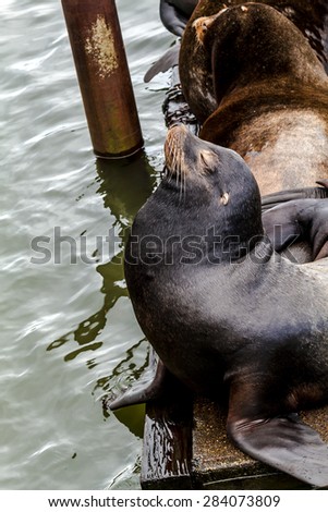 Sea lion posing in sun on pier in river off northwest coast of the Pacific ocean