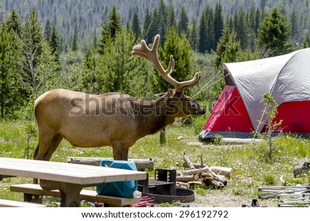 Large bull elk with full set of antlers in summer velvet visiting campsite with red tent in forest campground on summer afternoon