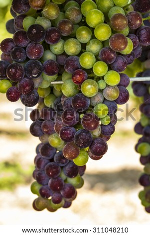Bunch of multi-colored red wine grapes ripening on vine