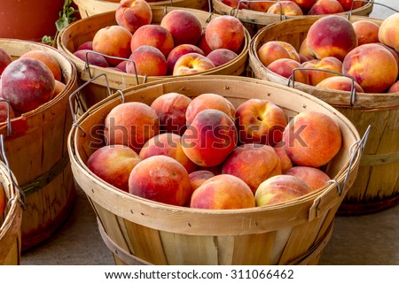 Many large bushel baskets filled with fresh from the orchard organic yellow peaches for sale at roadside produce stand