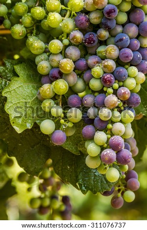 Multi-colored red wine grapes ripening on grapevine with water droplets on summer afternoon