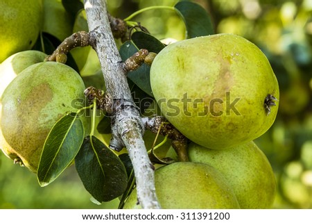 Pear tree branch filled with ripe pears in orchard