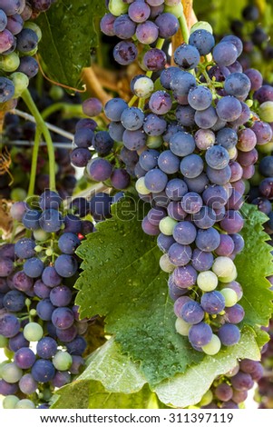 Close up of multiple bunches of red wine grapes ripening on grapevine