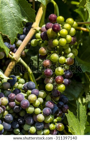 Bunches of multi-colored red wine grapes hanging on grapevine in morning sunlight
