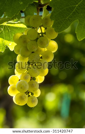 Bunch of white wine grapes hanging on vine back lit by afternoon sun